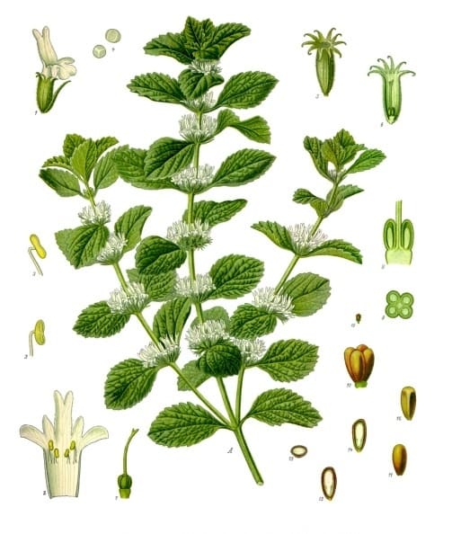 White Horehound (Marrubium vulgare) plant