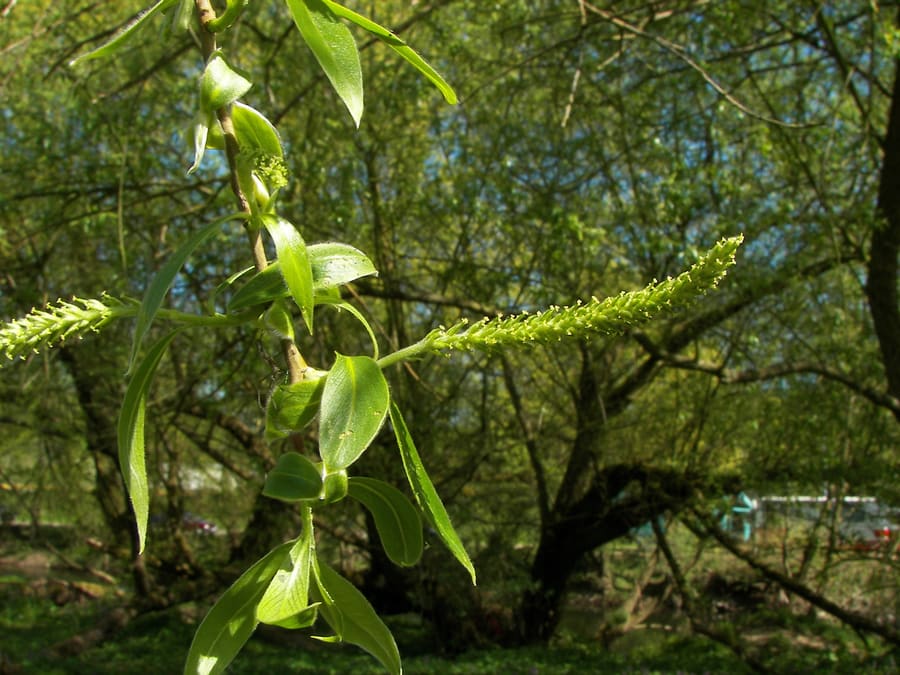 White Willow (Salix alba) plant