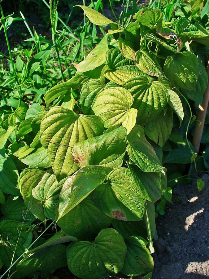 Wild Yam (Dioscorea villosa) plant