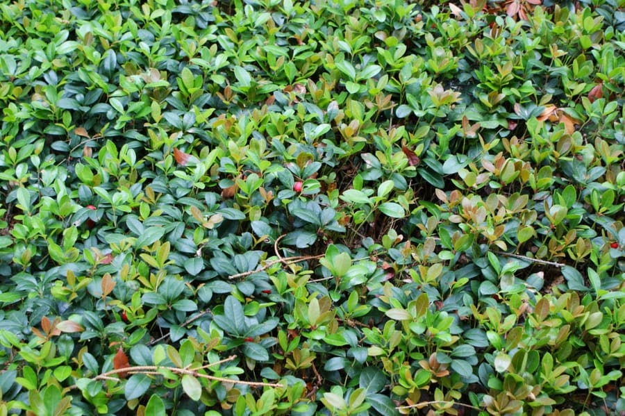 Wintergreen (Gaultheria procumbens) plant