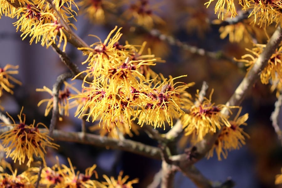 Witch Hazel (Hamamelis virginiana) plant