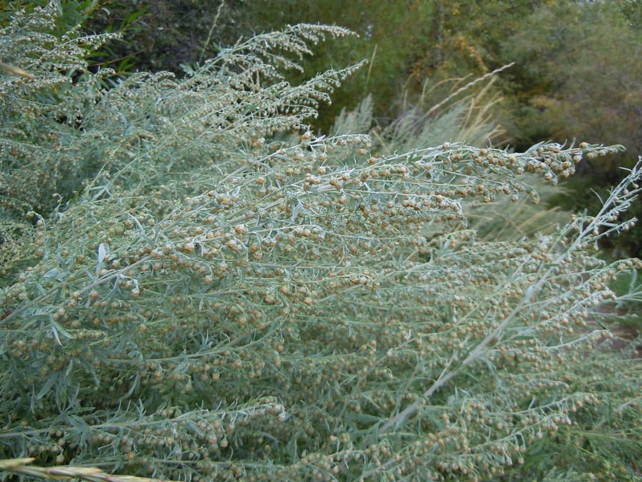 Wormwood (Artemisia absinthium) plant