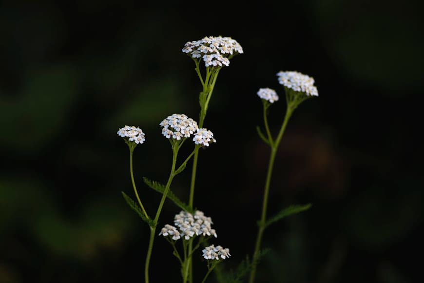 Yarrow (Achillea millefolium) plant